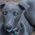 Greyhoundin treenauksen perusteita