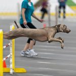 Agility ja nivelet sekä lonkkavika