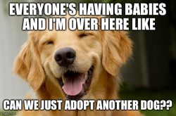 Meemi: Kaikilla muilla on vauva, niin eikö me voitaisi adoptoida toista koiraa