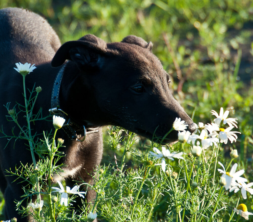 Read more about the article Kuivamuonan tuoreet yrtit