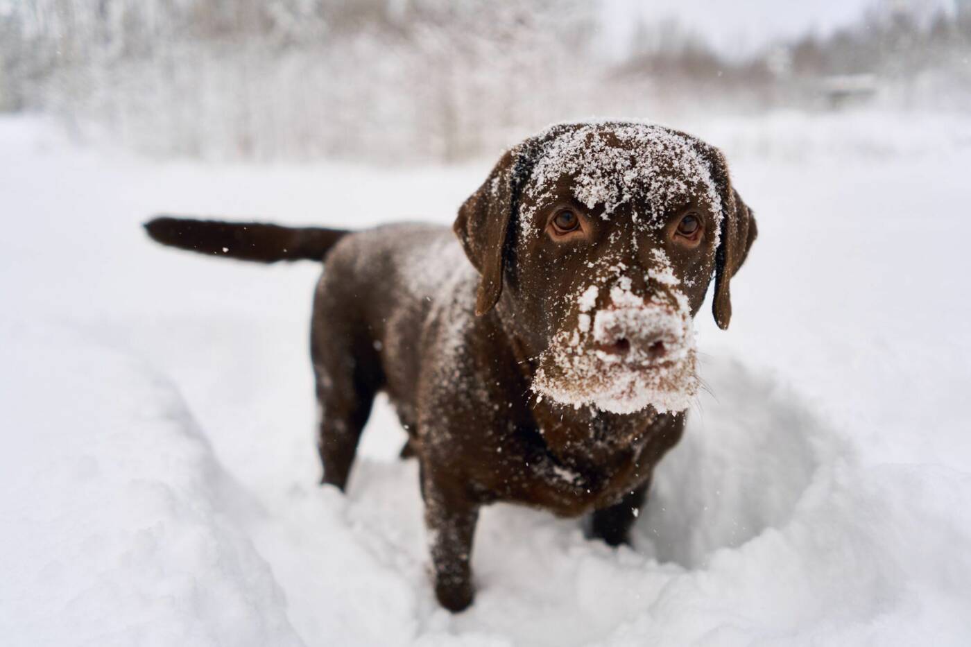 Read more about the article Miksi koira syö lunta tai jäätä?